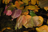 Cercis canadensis 'Forest Pansy RCP10-2015 (36).JPG